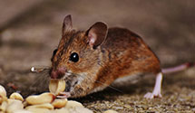 24 Hour & Emergency Exterminators in Aubrey, AR